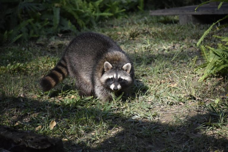 A Raccoon Attack, a 91-Year-Old, and a Rabies Vaccine Bill Nobody Expected A raccoon in the wild, one of the main carriers of rabies
