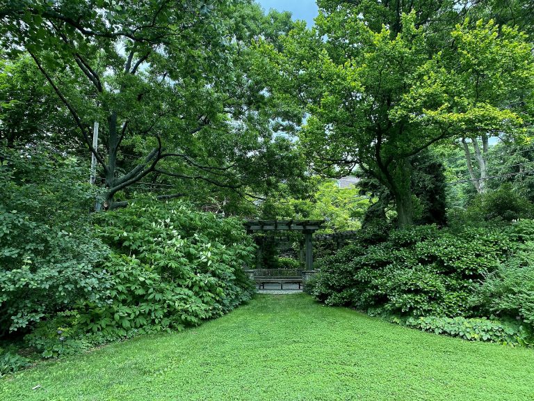 A city street shaded by a canopy of mature green trees